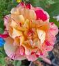 Maurice Utrillo ™ rose photo