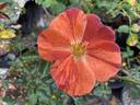 Tawny Tiger rose photo