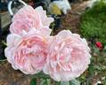 Blessed Child rose photo