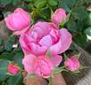Pomponella ® rose photo