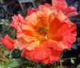 Paul Gauguin ® rose photo