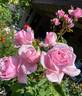 Kiss Me Kate rose photo
