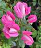Dr. Tommy Cairns rose photo