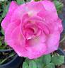 Angelic Veil rose photo