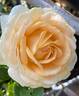 Champagne Dreams rose photo