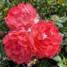 Passionate Kisses rose photo