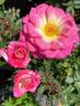Dulcinea rose photo