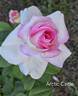 Arctic Circle rose photo
