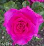 Hot Lady rose photo