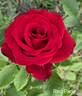 Red Paris rose photo