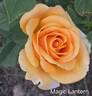 Magic Lantern rose photo