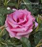 Andrea Stelzer rose photo