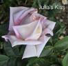 Julia's Kiss rose photo