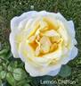 Lemon Chiffon rose photo