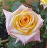 Golden Jubilee rose photo