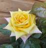Golden Jubilee rose photo