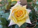 Golden Jubilee rose photo