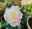 Titanic rose photo