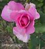 Unforgettable ® rose photo
