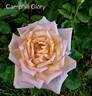 Camphill Glory rose photo