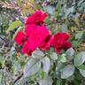 Hameau Duboeuf rose photo