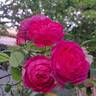 Young Lycidas rose photo