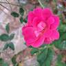 Rodin ® rose photo
