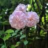 Mary Delany rose photo
