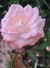 La Garçonne ® rose photo