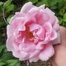 Caroline Testout rose photo