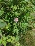 Morden Blush rose photo