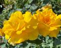Midas Touch ™ rose photo
