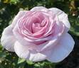 Pacific Blue rose photo