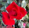 In Love Again rose photo