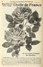 Étoile de France rose photo