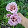 Pam's Choice rose photo