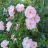 John Davis rose photo