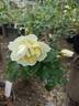 Schloss Seusslitz rose photo