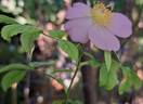 Jam-a-licious rose photo