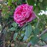 Easy Fashion rose photo