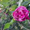 Easy Fashion rose photo