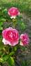 Renée van Wegberg ™ rose photo