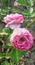 Renée van Wegberg ™ rose photo