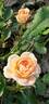 Sweet Dream rose photo