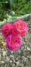 Big Purple rose photo