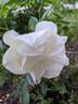 Oscar Peterson rose photo