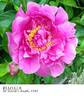 Rozella peony photo