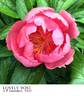 Lovely Rose peony photo
