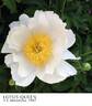 Lotus Queen peony photo
