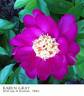 Karen Gray peony photo
